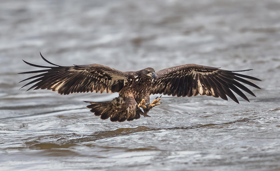 Eagle Photograph - Learning To Catch by Lm Meng