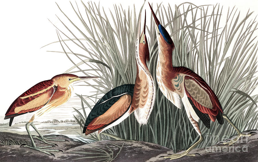 Least Bittern, Ixobrychus Exilis by Audubon Painting by John James Audubon