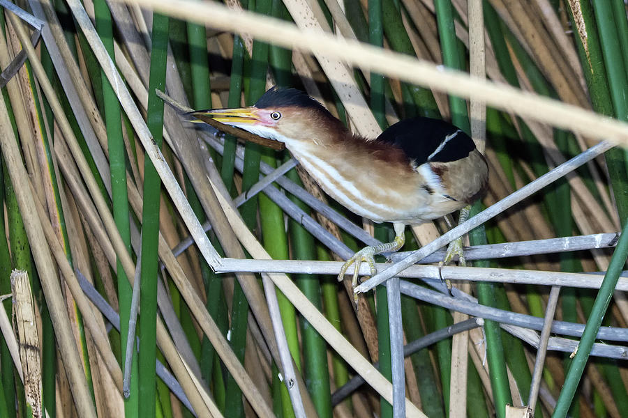 Least Bittern with Nesting Material 8438-042619-1cr Photograph by Tam Ryan