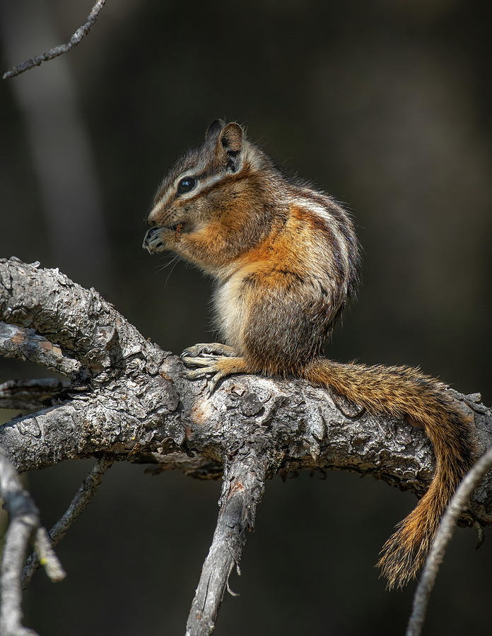 Least Chipmunk . Yellowstone National Park, Wyoming Photograph by George Sanker / Naturepl.com Least Chipmunk . Yellowstone National Park, Wyoming Photograph by George Sanker / Naturepl.com