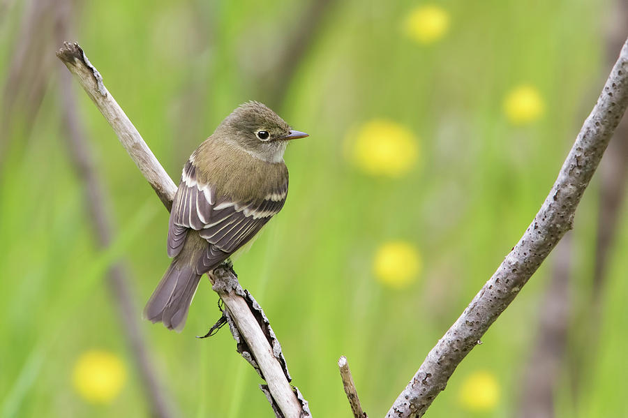 Least flycatcher Photograph by Mircea Costina Photography