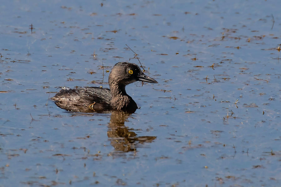 Least Grebe by Thomas Kallmeyer Least Grebe by Thomas Kallmeyer
