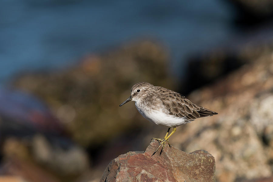 Least Sandpiper on Rock Photograph by Robert Potts