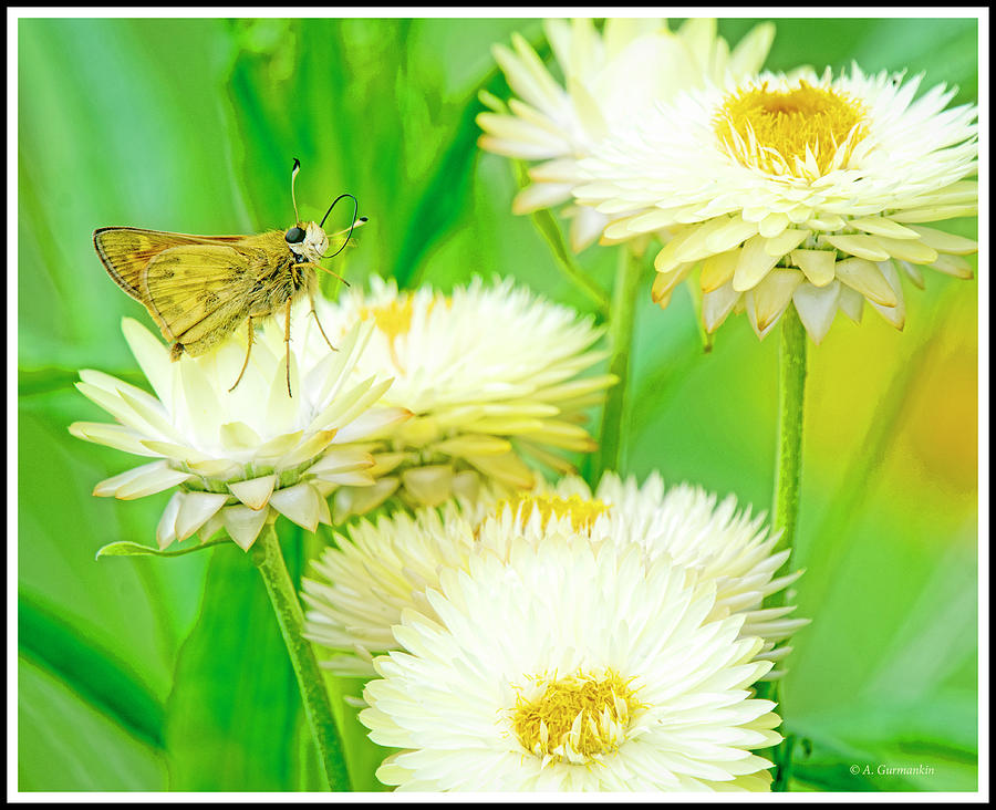 Least Skipper Butterfly, Cosmos Flowers Photograph by A Macarthur Gurmankin