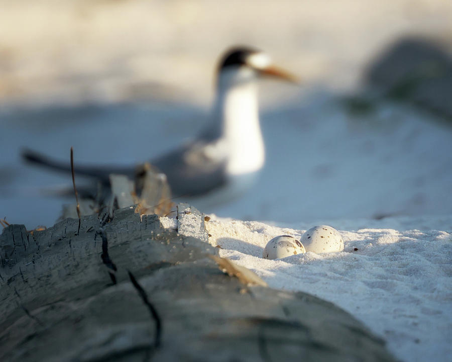 Least Tern Eggs Photograph by Susan Rissi Tregoning