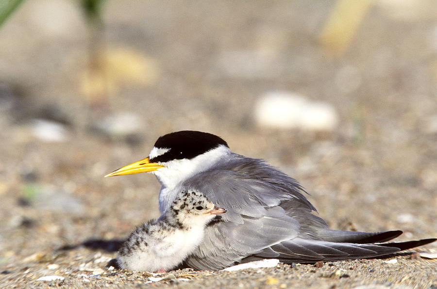 Least Tern Nest Photograph by James Zipp