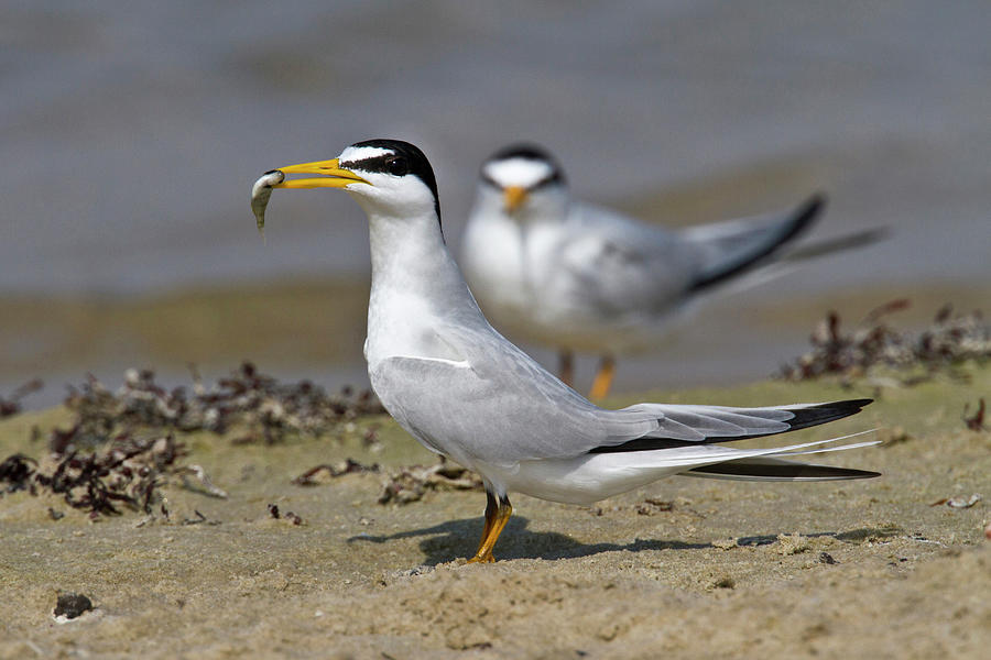 Least Tern Sterna Antillarum Offering by Danita Delimont