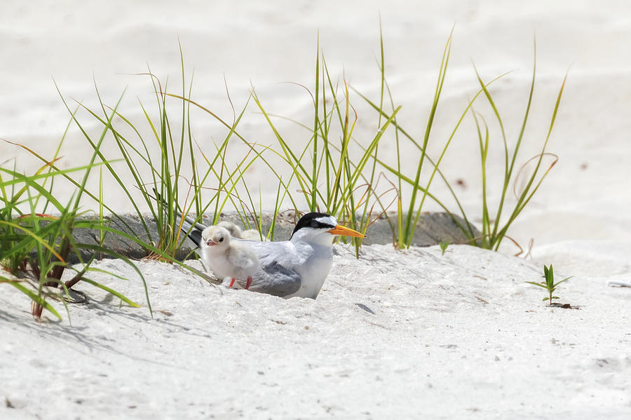 Least Tern with Chicks Photograph by Susan Rissi Tregoning