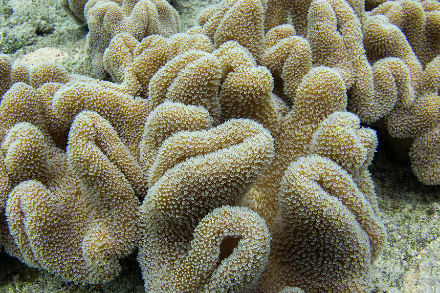 Leather Coral, Tonga Photograph by Sebastian Kennerknecht