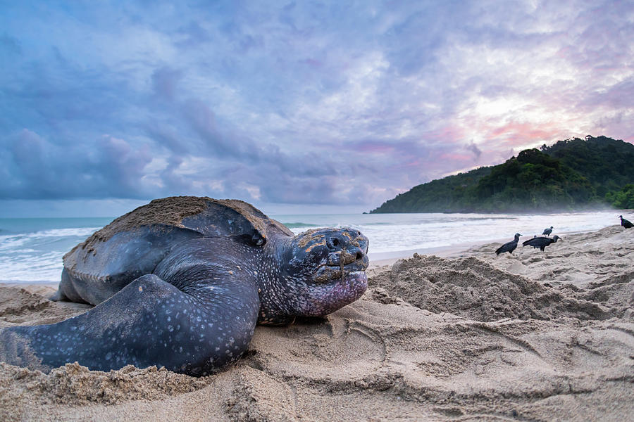 Leatherback Turtle Female, On Beach Covering Nest With Photograph by Tui De Roy / Naturepl.com Leatherback Turtle Female, On Beach Covering Nest With Photograph by Tui De Roy / Naturepl.com
