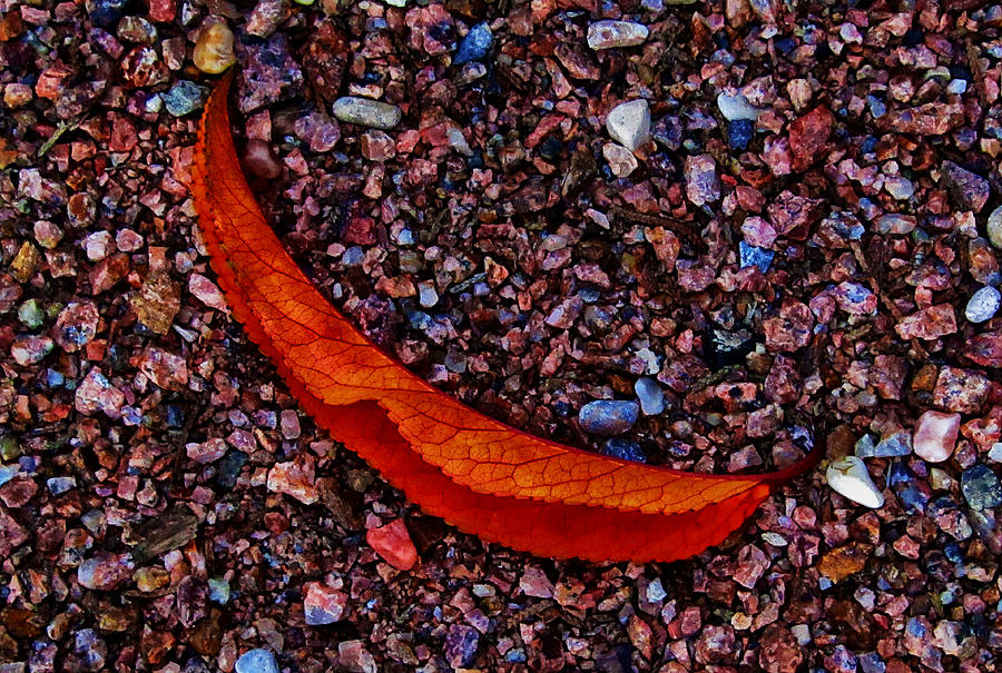 Life Photograph - Leave It Alone by Jeffrey Colin Life Photograph - Leave It Alone by Jeffrey Colin