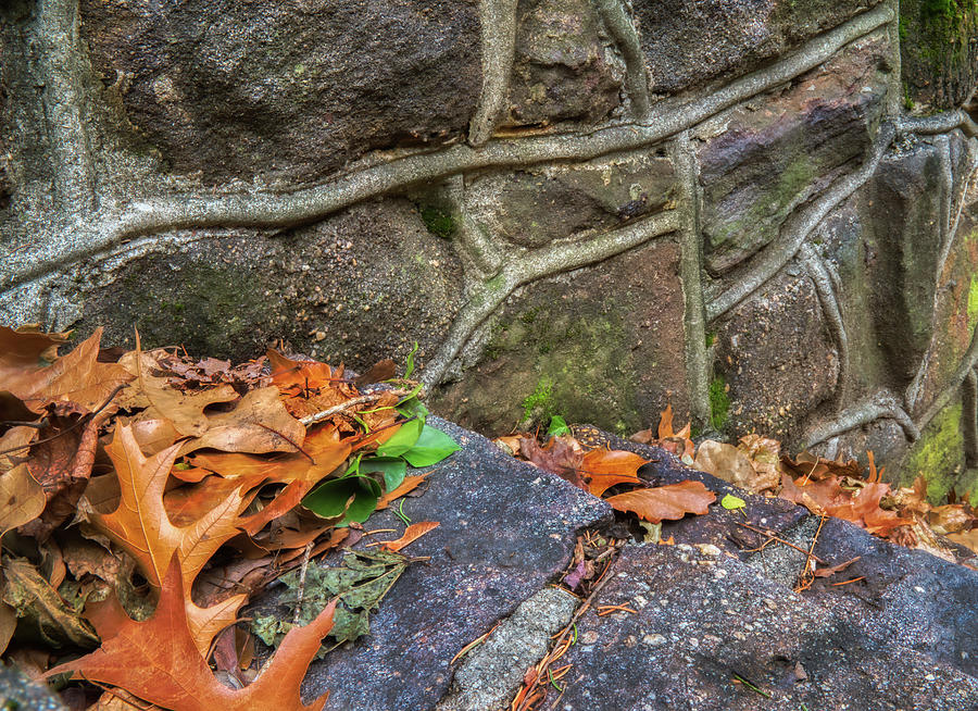 Leaves Along The Stone Wall Photograph by Gary Slawsky