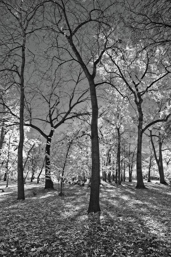 Gracefully Autumn Trees Black and White Photograph by Allan Van Gasbeck
