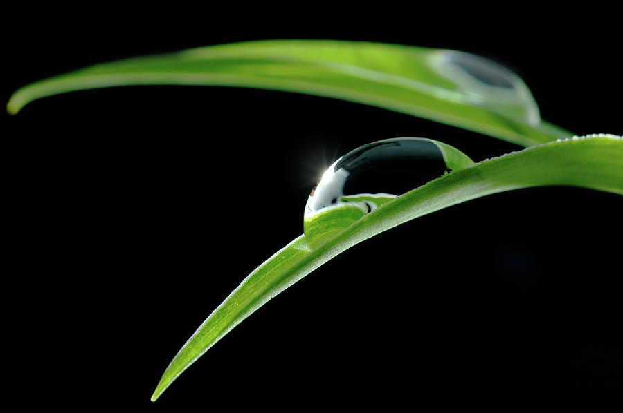 Leaves And Drop Of Water Photograph by Trout55