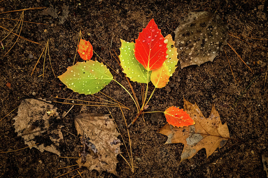 Leaves at Dover Creek Photograph by Joe Kopp