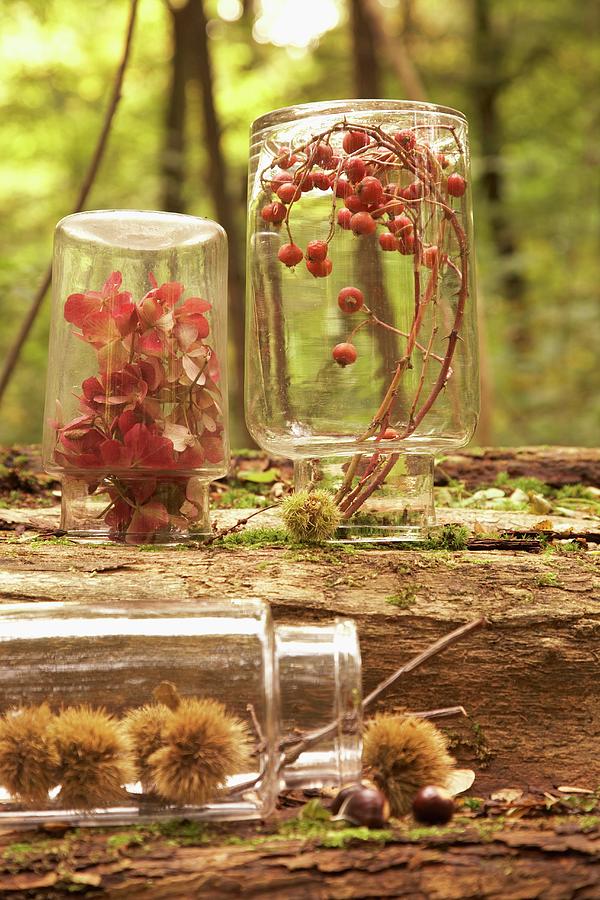 Leaves, Berries And Sweet Chestnuts In Upturned Jars In Autumn Woodland Photograph by Anke Schtz