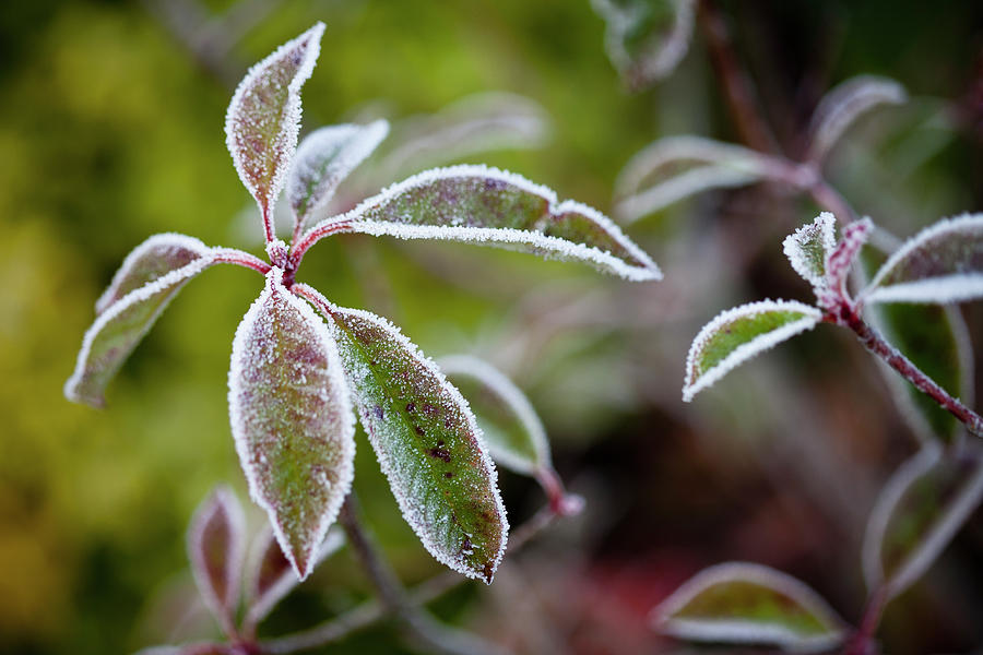 Leaves Covered In Frost, Close-up Photograph by Sean Russell
