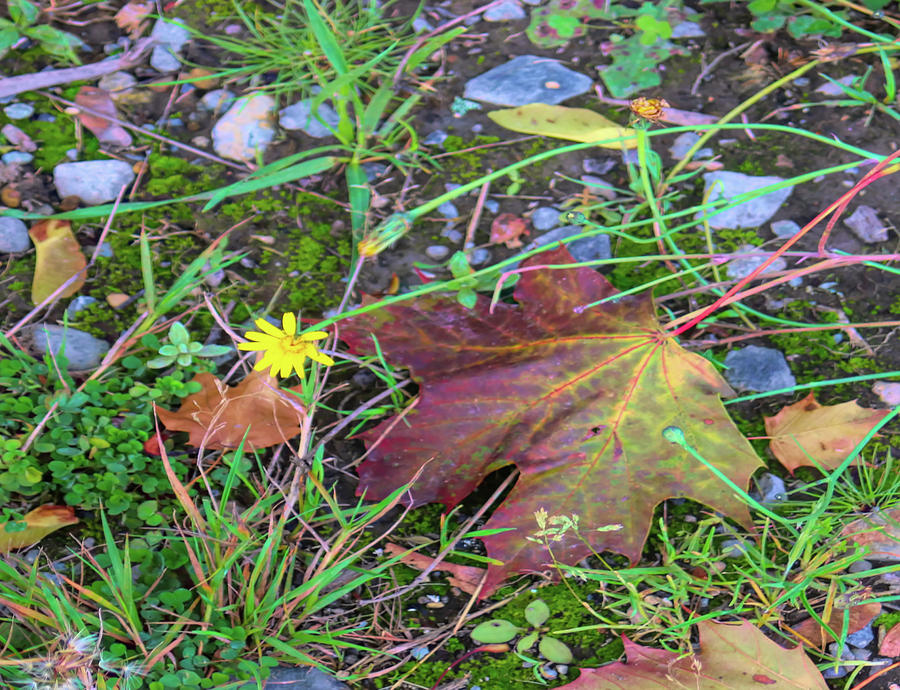 Leaves, dandelions and Autumn Photograph by Cathy Anderson
