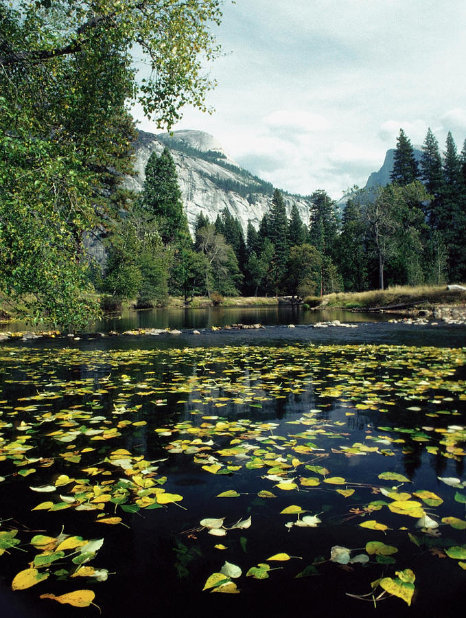 Leaves Floating On Water, Merced River Photograph by Medioimages/photodisc