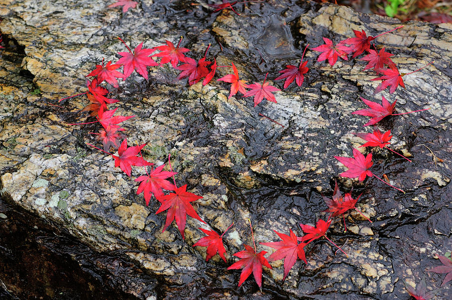 Leaves Forming Heart Shape Photograph by Toshiaki Ono/a.collectionrf