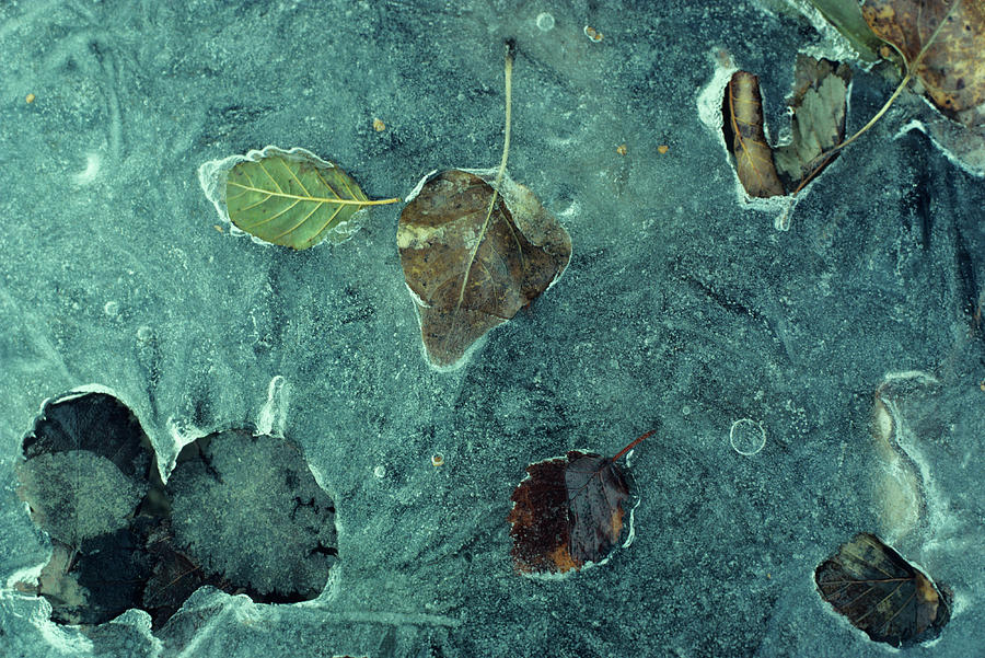 Leaves Frozen In Ice, Sun Valley Photograph by Karl Weatherly