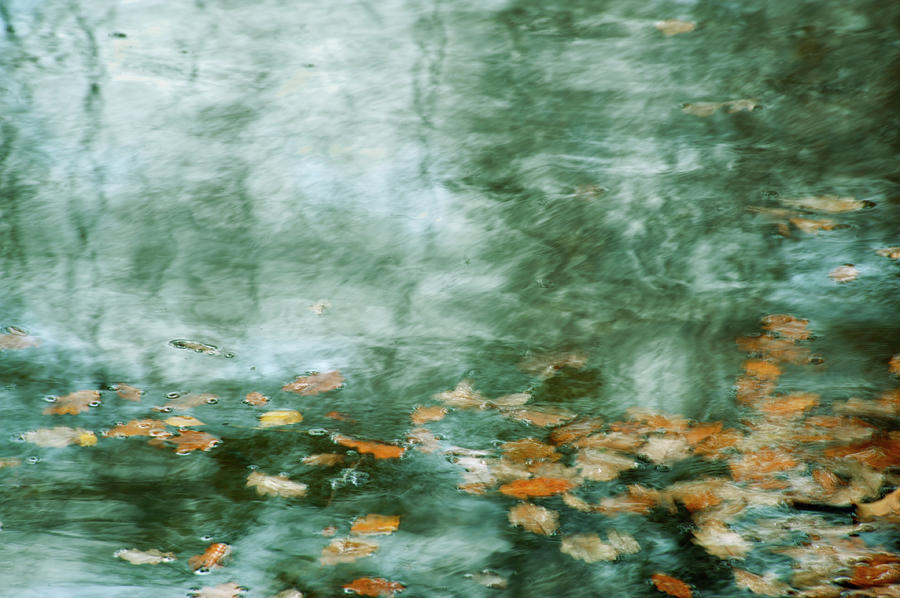 leaves in a lake by Jerry Daniel leaves in a lake by Jerry Daniel