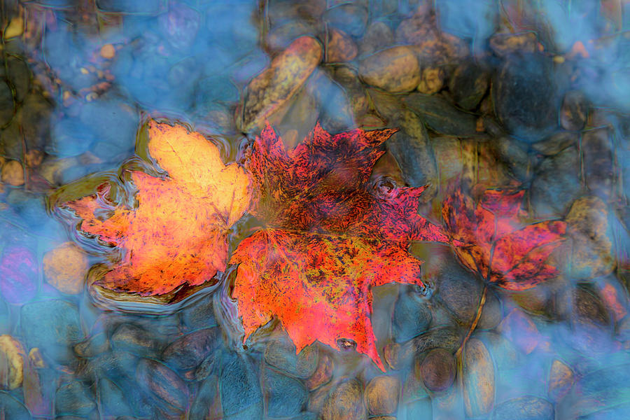 Leaves in Blue Water Photograph by Debra and Dave Vanderlaan