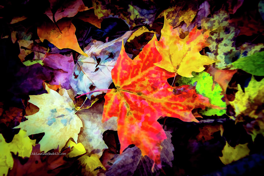 Leaves in Fall 2 Photograph by LeeAnn McLaneGoetz McLaneGoetzStudioLLCcom