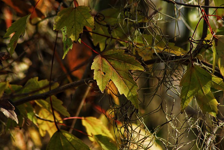 Leaves In January Photograph