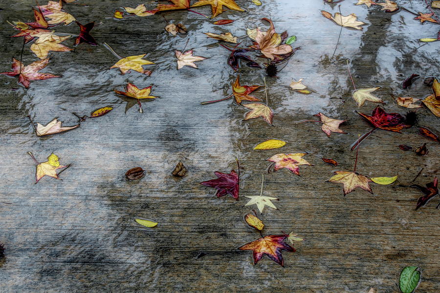 Leaves in the Rain Photograph by Alison Frank