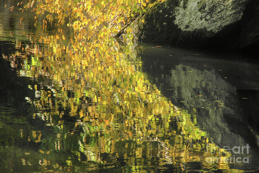 Leaves In The Stream Photograph by Mike Eingle