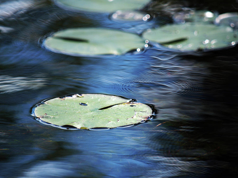 Water Photograph - Leaves In Water by Clive Branson