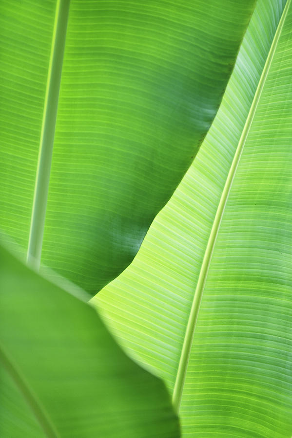 Leaves Of Banana Plant Photograph by Elisabeth Schmitt