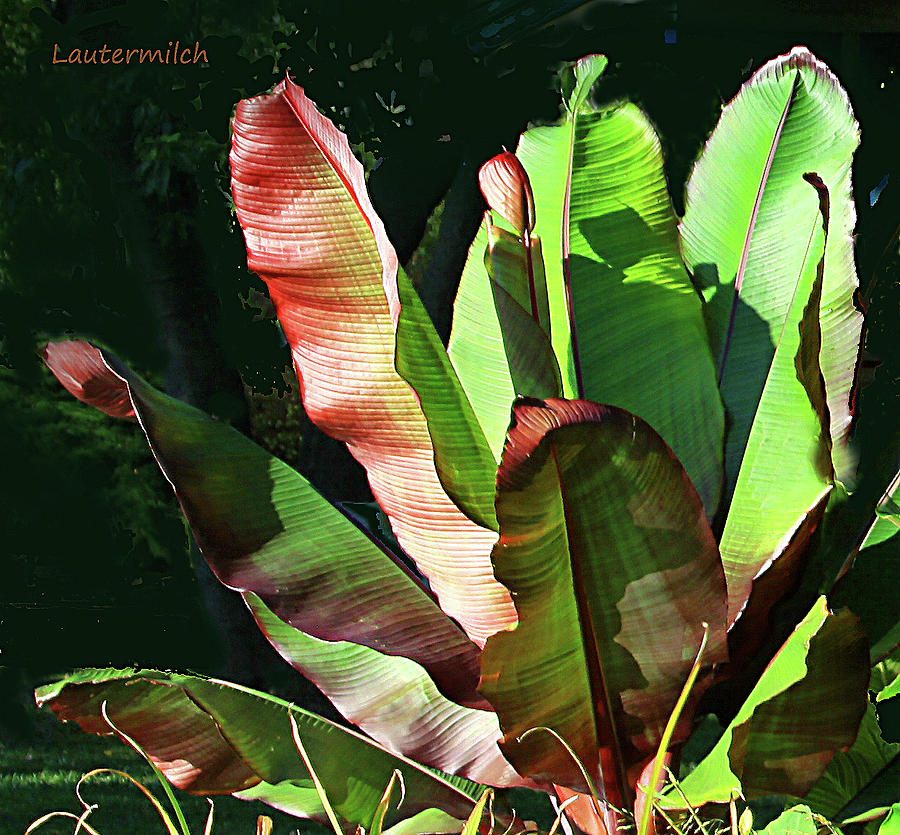 Leaves of Beauty Photograph by John Lautermilch