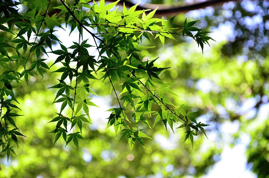 Leaves Of Maple Photograph by Keiko Iwabuchi