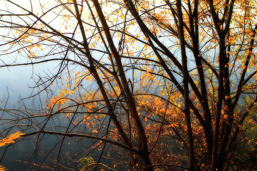 Leaves of Orange -4 Photograph by Alan Hausenflock