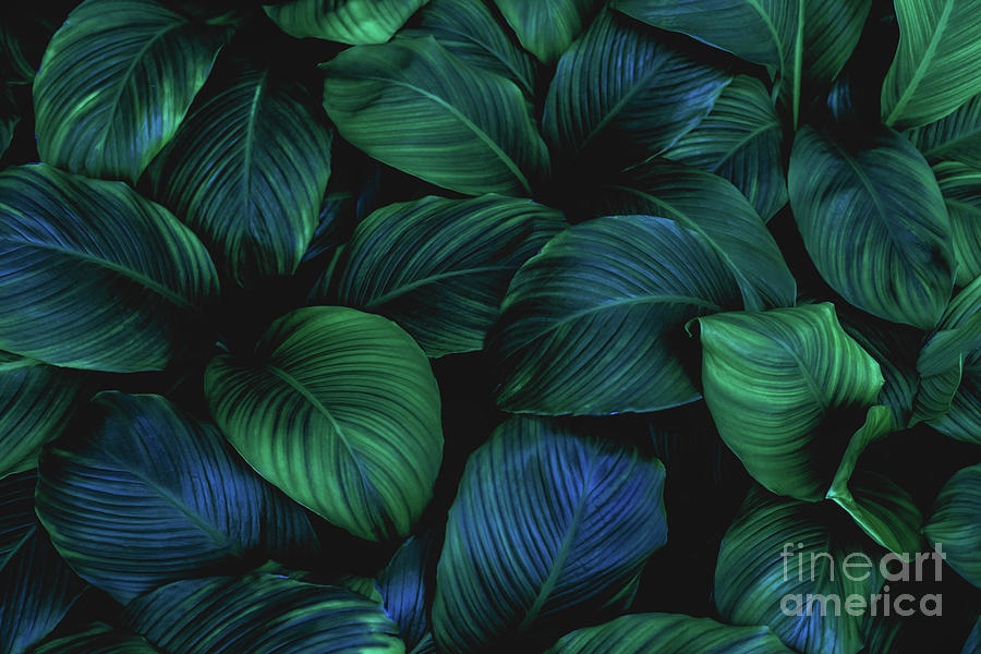 Leaves Of Spathiphyllum Cannifolium Photograph by Thanabodin Jittrong