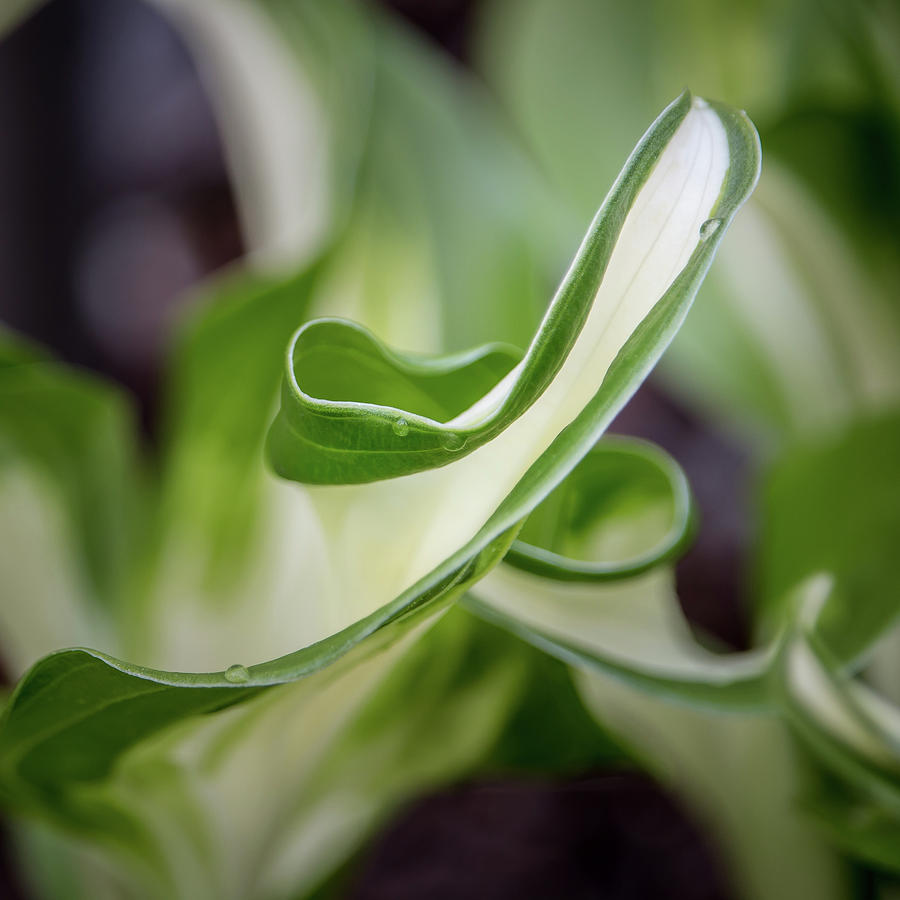 Leaves of the wavy plantain lily by Edita Edith Anna Brus Leaves of the wavy plantain lily by Edita Edith Anna Brus