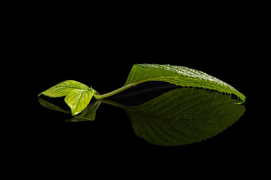 Still Life Photograph - Leaves On Black Glass by Sunny Ding