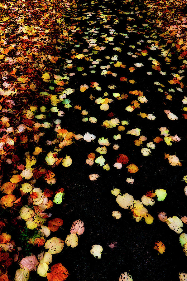 Leaves on Path Photograph by Gavin Bates