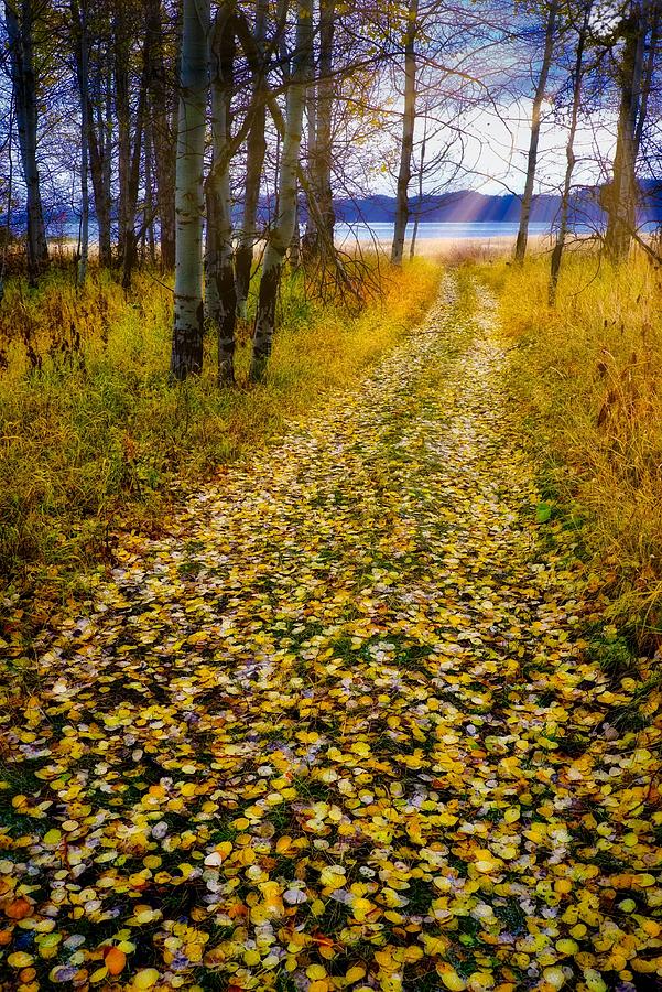 Leaves On Trail Photograph by Tom Gresham