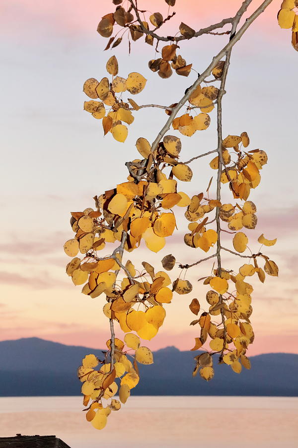 Fall Photograph - Leaves Star in Tahoe Scene by Diane Zucker