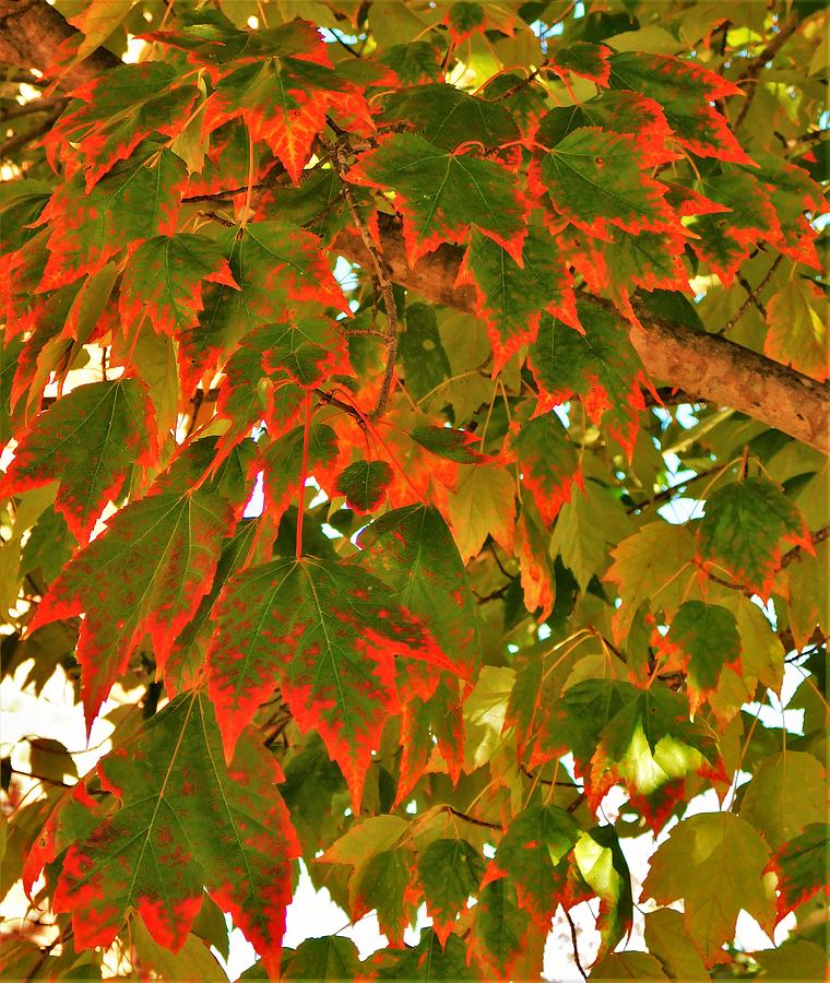 - Leaves Turning by - Theresa Nye - Leaves Turning by - Theresa Nye