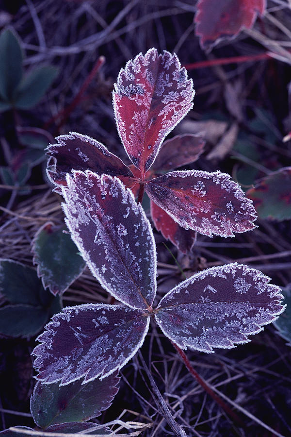 Leaves With Frost Photograph by Stockbyte