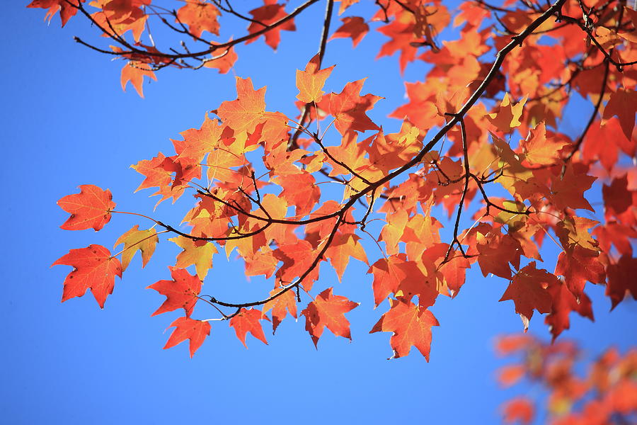 Leaves With Memory Photograph by Siyano Prach - Fine Art America