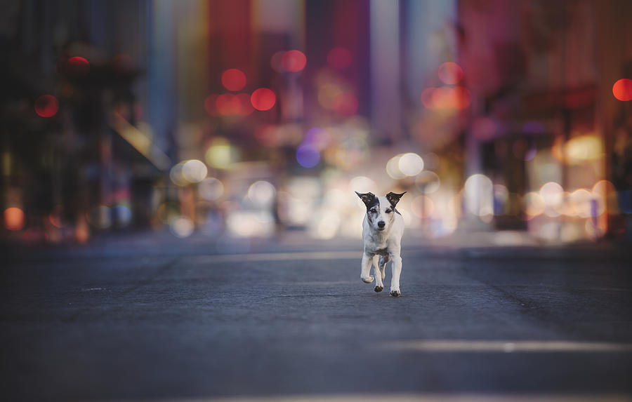 Animal Photograph - Leaving Las Vegas... by Heike Willers