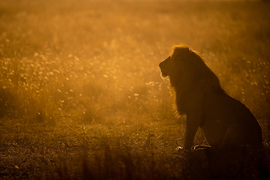 Lion Photograph - Leaving by Mohammed Alnaser