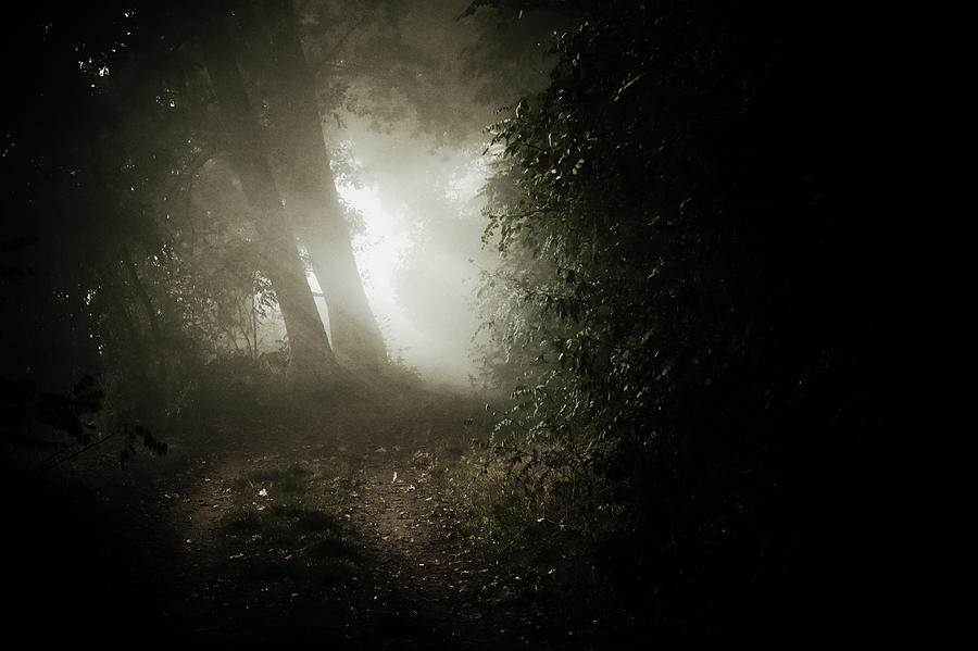 Tree Photograph - Leaving The Darkness by Artfiction (andre Gehrmann)