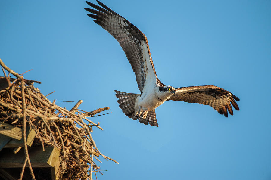 Leaving The Nest Photograph by Cathy Kovarik