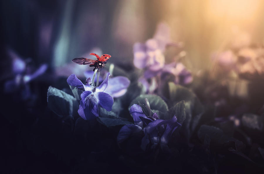 Ladybug Photograph - Leaving Wonderland by Psztor Andrs